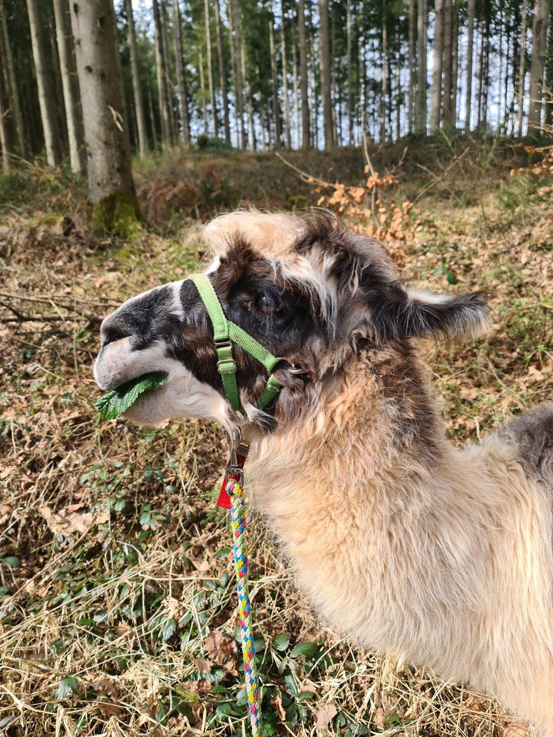 Lama mit grünem Halfter auf einem Waldweg bei der Lamawanderung am 22. März 2025